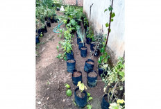 Manfaatkan Pekarangan Rumah Jadi Kebun Mini