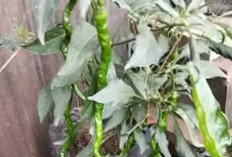 Penuhi Kebutuhan Keluarga 