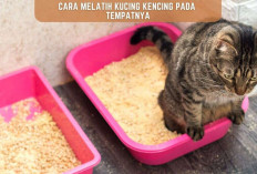 Cara Melatih Kucing Agar Kencing Pada Tempatnya