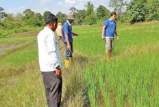 Lapas Empat Lawang Tanam Padi, Warga Binaan Dapat Keterampilan dan Dukung Ketahanan Pangan