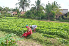 Bayam Jadi Lumbung Hijau, Paturrahman Perkuat Ekonomi Keluarga di OKU Timur
