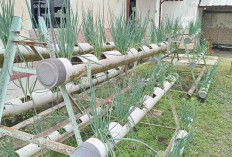 Bisa Jadi Sumber Penghasilan Tambahan, Tanam Bawang Metode Hidroponik