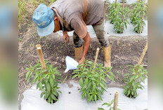 Belanja Bisa Lebih Hemat