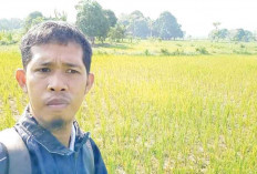 Sawah Kekeringan, Produksi Terancam 