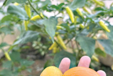 Lahan Sempit, Manfaatkan Polybag