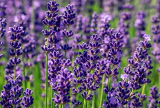 Agar Tanaman Lavender Rajin Berbunga, Ini yang Harus Dilakukan