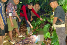 Dendam Lama Berujung Maut, Pria di OKU Tewas Ditusuk Rekan Satu Desa