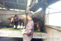 Cek Kesehatan Hewan Kurban Diperketat, Dinas Peternakan Musi Rawas Turun ke Lapangan