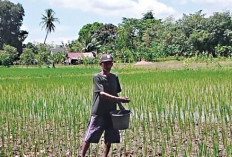  Genangi Sawah, Kurangi Orong Orong