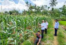 Budidaya Jagung Hibrida   Semakin Menjanjikan