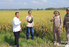 Bupati OKI Hadiri Panen Raya Padi di Lempuing Jaya, 50 Hektare Siap Dipanen