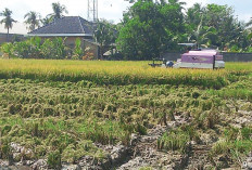 Petani Lubuk Seberuk Mulai Olah Lahan Usai Panen Raya, Siap Tanam Padi Lagi Jelang Agustus