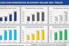 Tak Hanya Lumbung Padi, OKU Jadi Penghasil Ikan Patin Terbesar Nasional