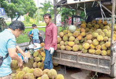 Tertibkan Pedagang Durian di Jalan
