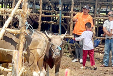 Stok Hewan Kurban 75 Ribu Ekor, Antispasi Kebutuhan Menjelang Iduladha