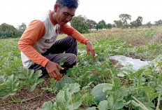 Bergantian, Tanam Semangka-Jagung