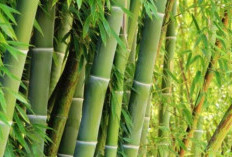 Inilah 7 Manfaat Luar Biasa dari Pohon Bambu yang Perlu Anda Ketahui