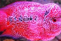 Rahasia Kilau Warna Ikan Louhan: 5 Tips Ampuh untuk Mengoptimalkan Kecantikan Mereka di Akuariummu!