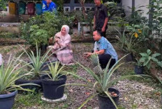 Lakukan Perawatan Tanaman Secara Bergilir, Hasil Dinikmati Bersama-sama