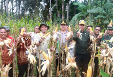 Dukung Swasembada Pangan 2026, Pemkab Muba Gandeng TNI dan Polri Laksanakan Panen Raya Jagung, Ini Hasilnya