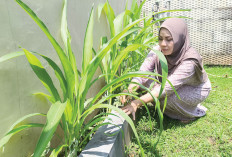 Manfaatkan Pekarangan, Tanam Jagung Manis, Mudah Dibudidayakan, Banyak Manfaat