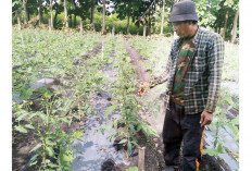  Setiap Petik Panen Peroleh 50 kg  Tomat Rampai