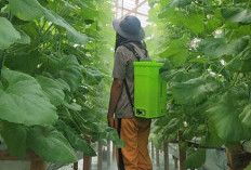 Pasangan Muda Sukses Budidayakan Melon Berkualitas Lewat Teknologi Greenhouse