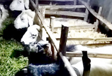 Ukuran Besar, Kambing Etawa Banyak Peminat
