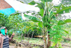 Opung di Empat Lawang Tanam Pisang Raja untuk Konsumsi Keluarga