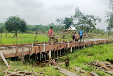 Desa Kasmaran Bangun Infrastruktur, Geluti Budidaya Sapi