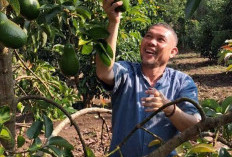 Disarankan Gunakan Bibit Sambung Pucuk, Rahasia Sukses Kelola Kebun Alpukat
