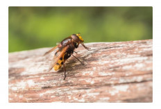Begini Cara Mengobati Sengatan Lebah Tukang Kayu