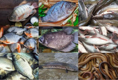 9 Jenis Ikan Air Tawar yang Sering Dikonsumsi di Indonesia, Kaya Akan Nutrisi Penting untuk Tubuh