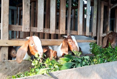 Jualan Kambing, Warga Tugu Mulyo Ini Berhasil Topang Ekonomi Keluarga, Ini Triknya 