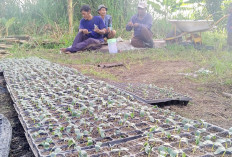 Permintaan Tinggi, Petani Mulai Semai Timun