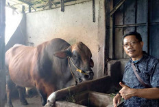 Sudah Tiba di OKU Timur, Sapi Kurban Presiden Bobotnya Nyaris 1 Ton