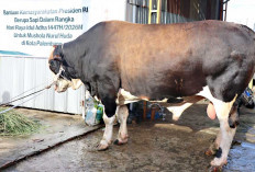 Diantarkan Langsung Oleh Wako Warga Lrg Oxindo 1 Ulu Dapat Bantuan Sapi Prsiden Seberat 1 Ton 