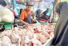Rakyat Sumringah sejak MBG Disteop Harga Kebutuhan Pokok Turun