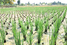 OKU Timur Kembangkan Teknik Salibu, Panen Padi 4 Kali Setahun dan Hemat Biaya 30 Persen