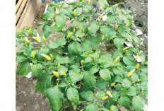 Rawat Tanaman Cabai, Penuhi Kebutuhan Dapur 