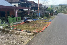 Masuk Musim Panen, Petani Gelisah Harga Kopi Malah Turun