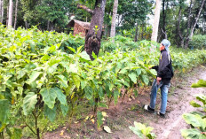 Petani Dusun Beti Jaya Panen Terong Ungu, Dijual Rp8 Ribu per Kg