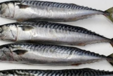 NGERI! Berikut Dampak Konsumsi Ikan yang Mengandung Merkuri 