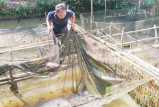 Jadikan Bekas Galian Kolam Ikan Lele, Konsumsi Pribadi hingga Jual ke Tetangga