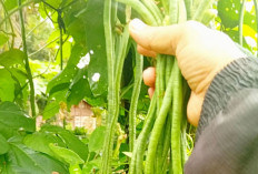 Manfaatkan Pekarangan, Warga Musi Rawas Raup Cuan dari Tanam Kacang Panjang