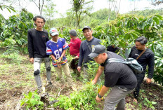Ladang Ganja di Sela Kebun Kopi Lahat Terungkap Polisi