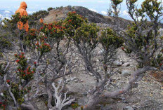 Cantigi: Keajaiban Kayu Panjang Umur Gunung Dempo, Flora Langka Sumatera Selatan!