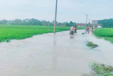 435,5 hektare Sawah di OKUT Terendam Banjir, Rumah-Jalan Tergenang