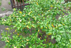 Cabai Berbuah Lebat, Warga Tak Perlu Beli