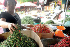 Banjir Pasokan, Harga Cabai Anjlok, Sentuh Rp12 Ribu per Kg, Akibat Panen Serentak